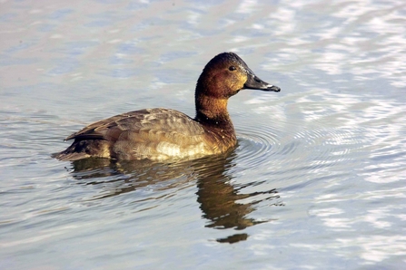 Pochard